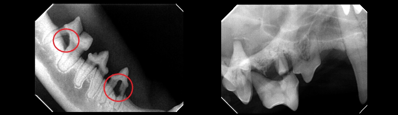 Animal Doctor Pet Dentistry