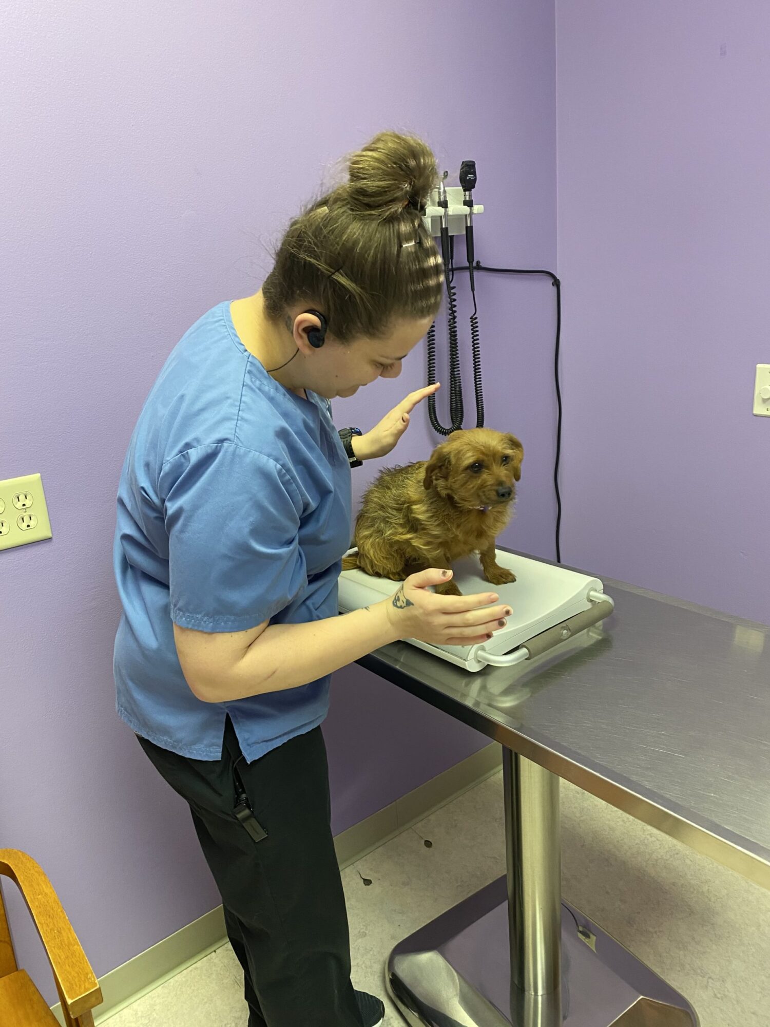 First, our technicians will place your pet on the scale to get an accurate weight.