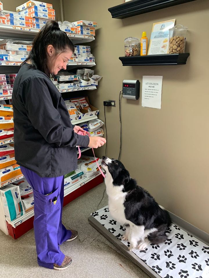 First, our technicians will place your pet on the scale to get an accurate weight.