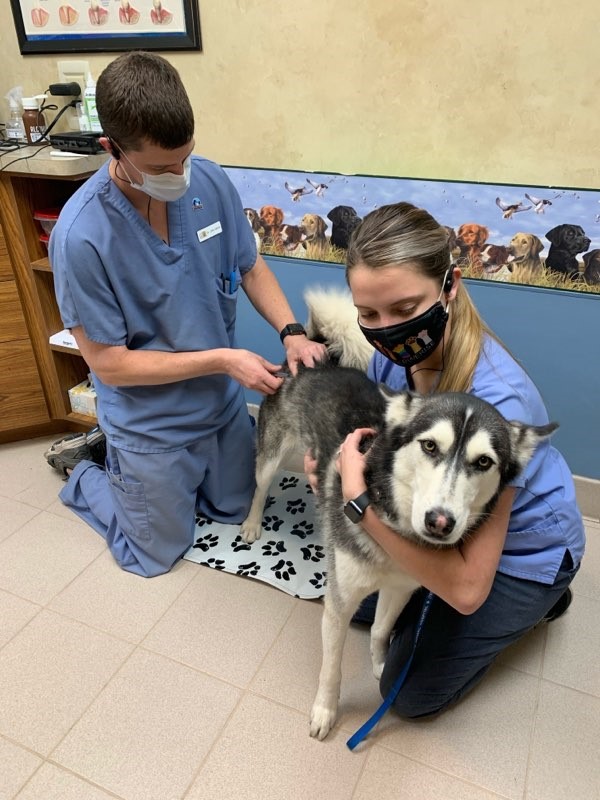While optional, our staff encourages you to do Heartworm and Tick Disease Testing, which requires pulling blood to check for intestinal parasites.