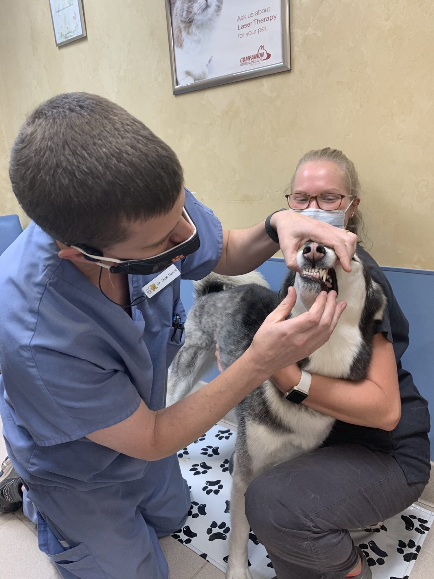 Our doctor and technician will check your pet's ears, teeth, eyes, and body for abnormalities. At this point, you may request a dental estimate.